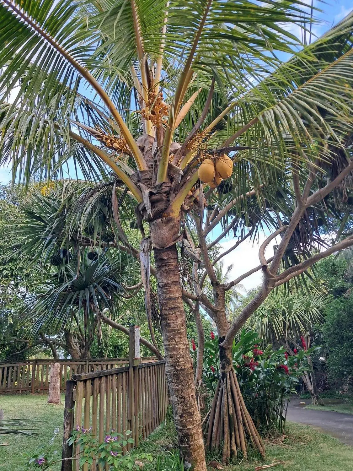 Un cocotier et ses cocos dans le jardin
