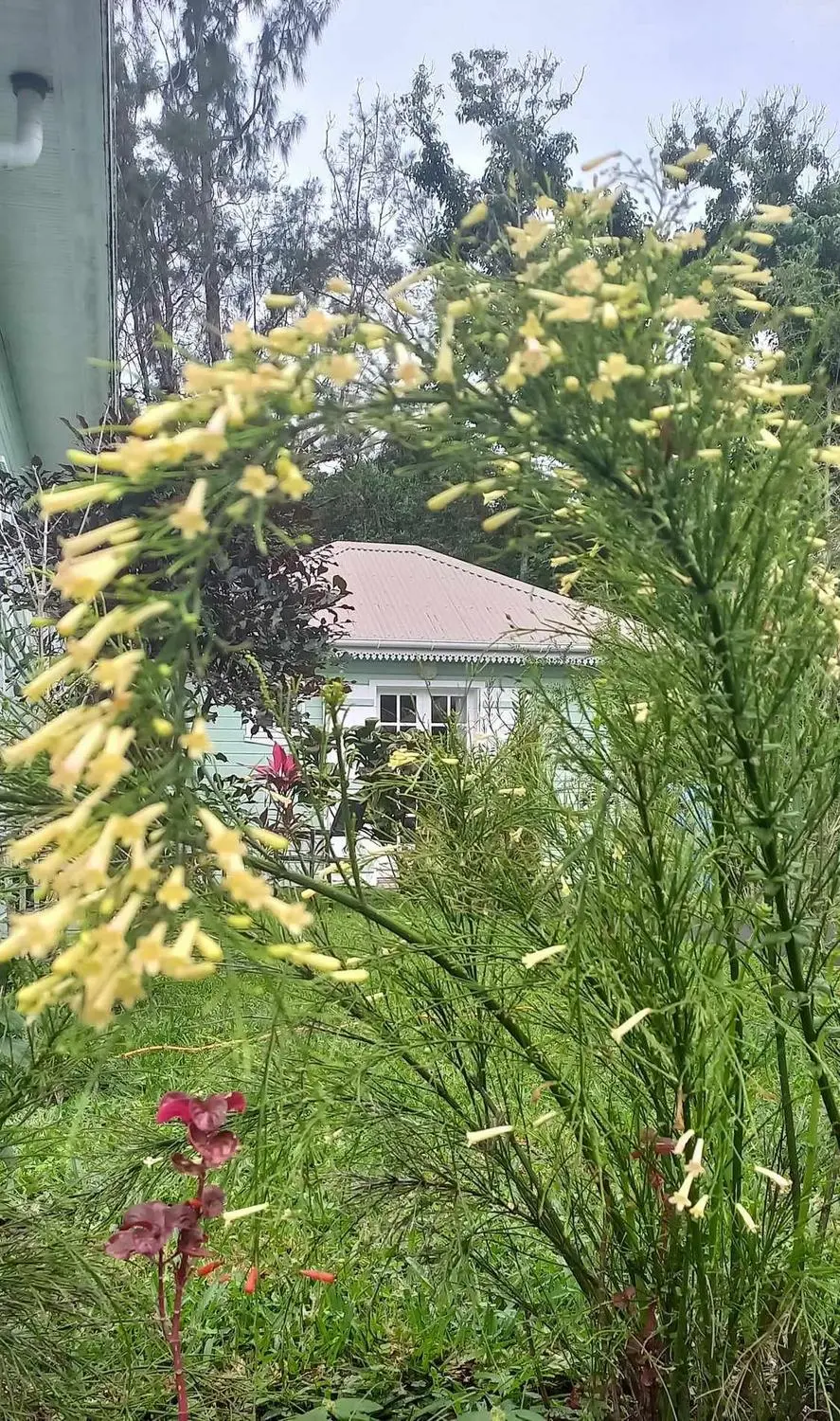 Les fleurs jaunes du jardin devant une case