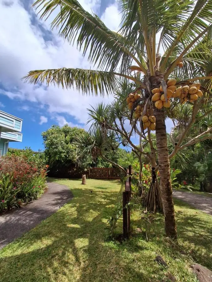 Le jardin et ses cocotiers devant une case