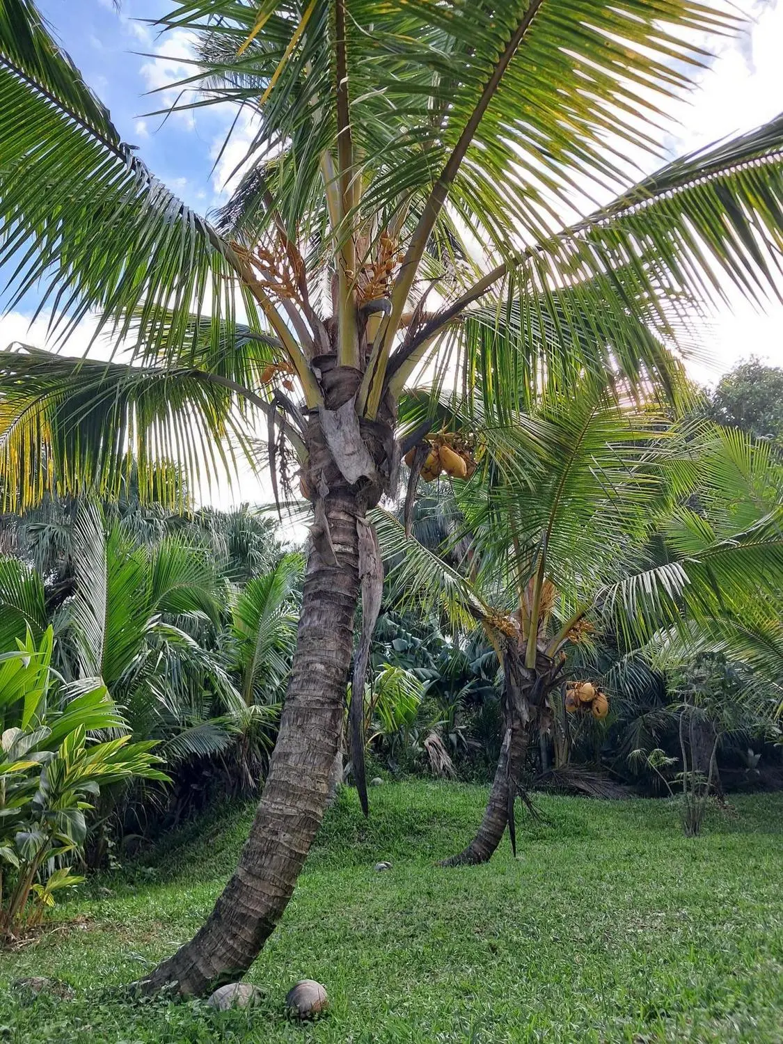 Un cocotier chargé de cocos dans le jardin